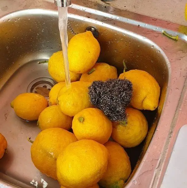 Salt Preserved Lemons from Tings Lisbon's Garden