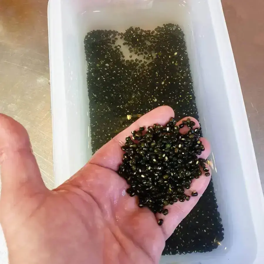 Clean the lentils and soak them for at least 8 hrs. According to some recipes you then skin the lentils. I never do that...