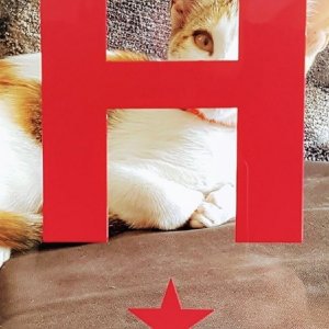 Why Tings Lisbon Only has one star Tings Lisbon has only one star. But it's the best star in Portugal. But we have been Traveller's Choice since we opened.