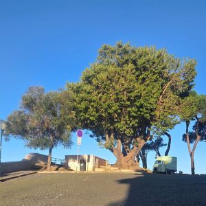Lisbon's best viewpoint next to Tings Lisbon, in happening Graça Next to the best view point