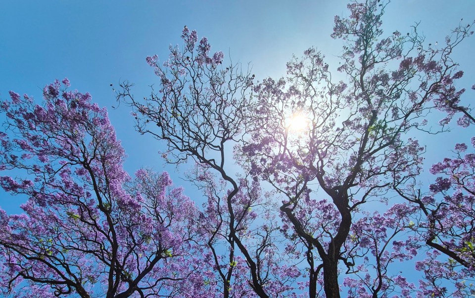 Sunlight shining through the purple canopy of a blooming jacaranda tree in Lisbon