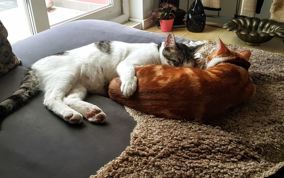 Touching view of resident rescue cats Chimmi and Rocco sleeping deeply in each other's arms at our relaxed hotel Lisbon house in Graça.