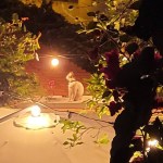 Silhouette of white cat Rocco sitting on a wall under warm glowing patio lights at night.