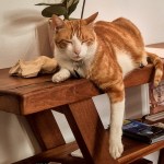 Resident cat Chimmi lounging on a long wooden console table under green plants at Tings Lisbon.